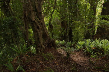 Forest on Ngamoko Track at Lake Waikaremoana,Hawke's Bay on North Island of New Zealand 
