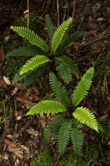 Forest on Ngamoko Track at Lake Waikaremoana,Hawke's Bay on North Island of New Zealand 
