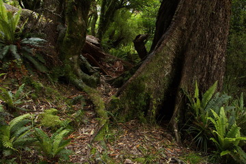 Forest on Ngamoko Track at Lake Waikaremoana,Hawke's Bay on North Island of New Zealand 
