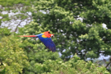 Hellroter Ara im Flug