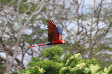 Hellroter Ara im Flug