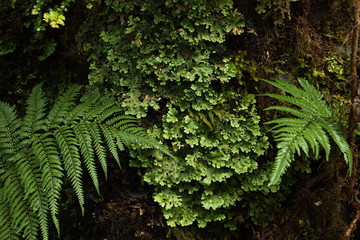 Forest on Ngamoko Track at Lake Waikaremoana,Hawke's Bay on North Island of New Zealand 
