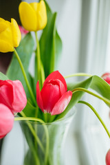 Spring tulip flowers bouquet over blue bright color background