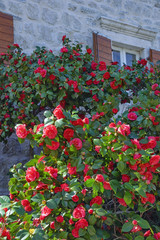 Fototapeta na wymiar Beautiful red camellia flowers near the house on a sunny spring day. Montenegro