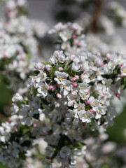 Flowering pink cherry in early spring