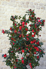 Camellia bush with red flowers on spring day against stone wall