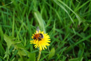bumblebee, flower, nature, spring