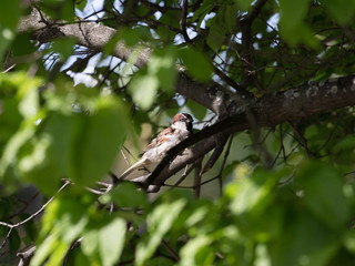 Little sparrow in the green thickets of lilac in spring