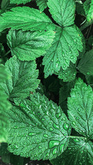 green leaves of a fern