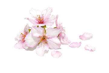 Cherry blossoms and petals on a white background