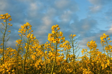 Rapeseed flowers against the sky