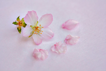 Naklejka na ściany i meble Japanese cherry blossom and petals on pink background