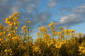 Obraz premium Rapeseed flowers against the sky