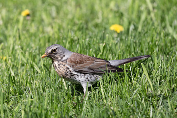 Rowan thrush in green spring grass looking for worms