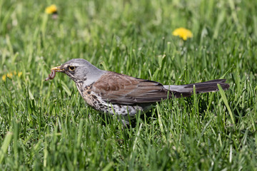 Rowan thrush in green spring grass looking for worms