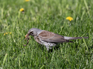 Rowan thrush in green spring grass looking for worms