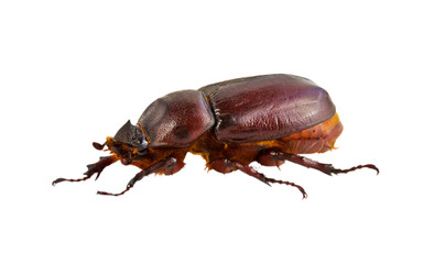 brown beetle