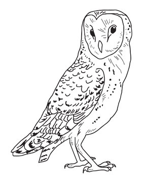 Hand drawn Owl in black and white, isolated vector illustration