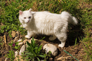 A 10 year old male white cat in an north east Italian garden. In front of him is a Goldfinch Shasta Daisy Plant
