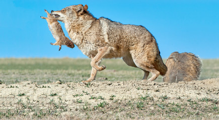 Coyote with prey