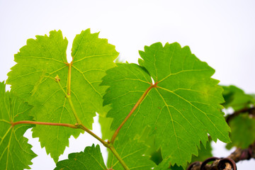 green leaves of a tree