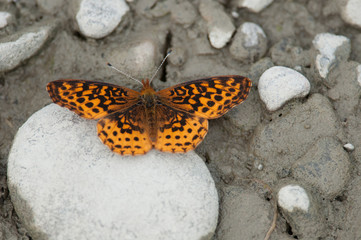 Meadow Fritillary