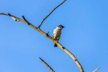 Sparrow sitting on a branch in the tree