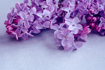 Naklejka na ściany i meble lilac flowers macro