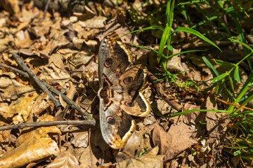 huge butterfly Saturnia pyri, camouflaged in leaves