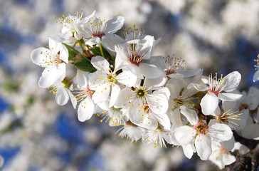 Fototapeta premium plum branch blooming in white delicate flowers on a spring day