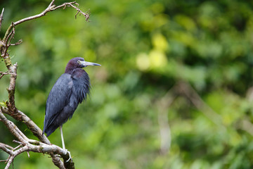 Little Blue Heron standing on a branch in Tortuguero National Park in Costa Rica