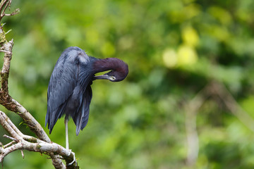 Little Blue Heron standing on a branch and cleaning his feathers in Tortuguero National Park in Costa Rica