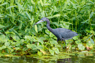 Little Blue Heron wading in the water in Tortuguero National Park in Costa Rica