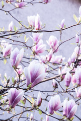 magnolia flowers and blossoms opening in spring