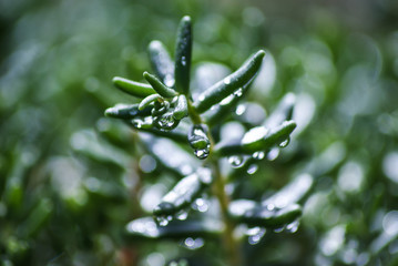 rain drops on green leafs