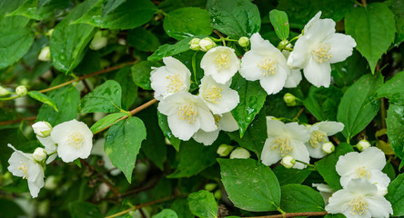 Jasmine white flowers Philadelphus coronarius sweet mock-orange in bloom. Flowering English dogwood wild in sunny spring garden. Selective focus close-up. Flower landscape for any wallpaper