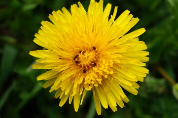 spring, dandelions, nature, flowers, ants