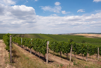 Fototapeta na wymiar South Moravia Vineyards, Czech Republic