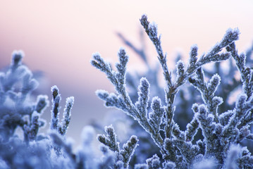 frost on branches in sunset
