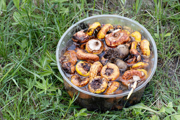 Preparing gladioli bulbs for planting. Flowers for the home garden. Gladiolus bulbs in a transparent box are filled with water.