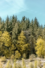 autumn forest in the mountains