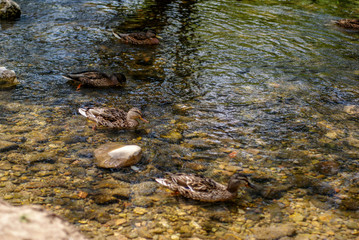 Patos en el rio, burgos