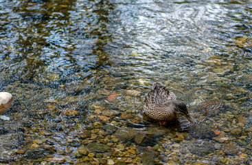 Patos en el rio, burgos