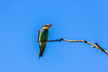 European Bee-eater bird (Merops apiaster) holding an insect in its beak