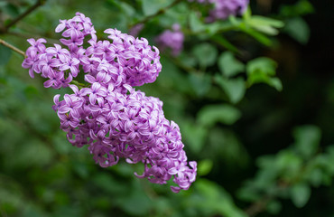Obraz premium Lilac Syringa microphylla bush in spring garden. Close-up of pink-purple syringa bloom. Nature concept for design.