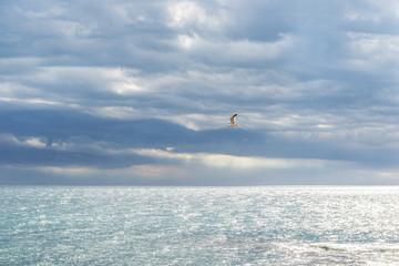 Seagulls in the sky over the sea the morning after a thunderstorm.
