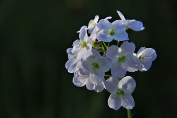 forget me not flowers white
