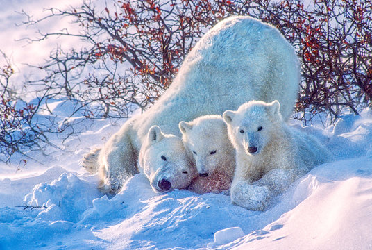 Polar Bear With Her Cubs