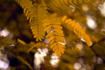 yellow leaves on the tree