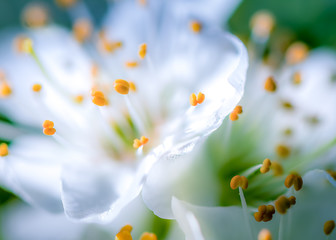 A close up macro photo of apple blossom